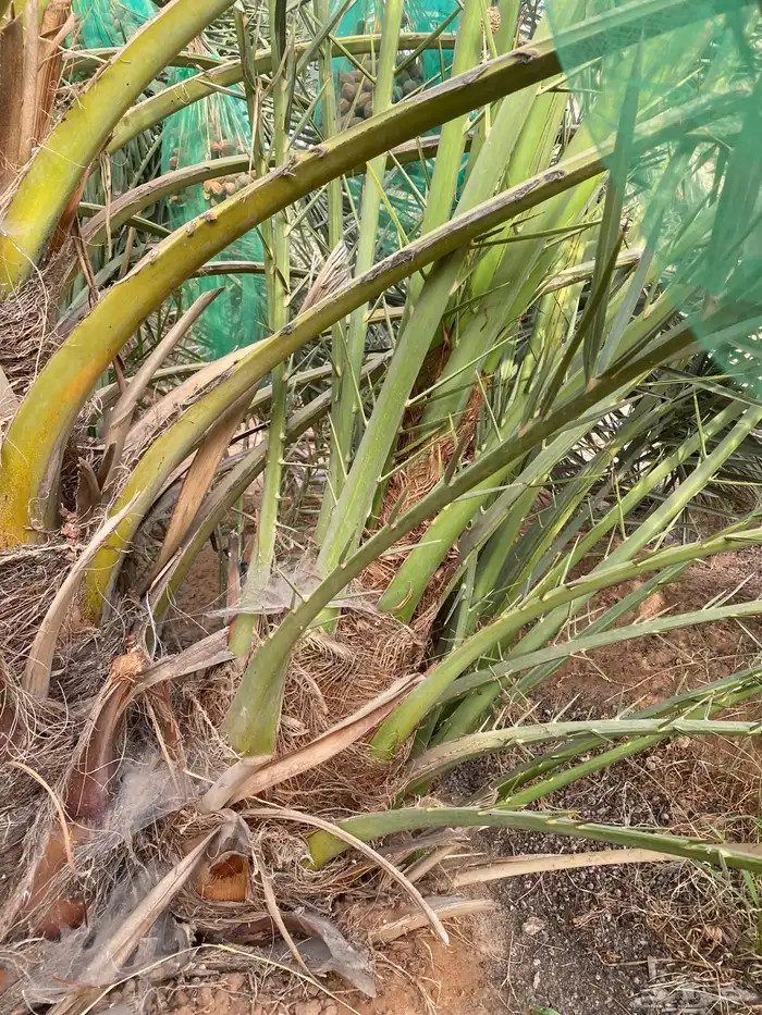 يوجد لدينا نخل نخل البيع جميع انواع النخيل المثمر 0