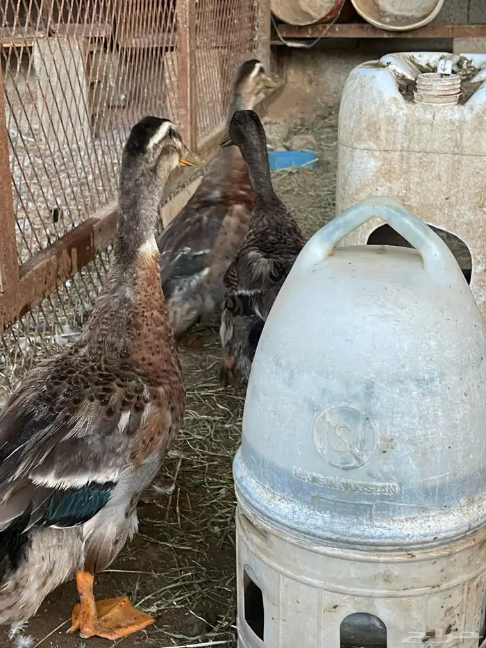 بط ذكور فقط 1