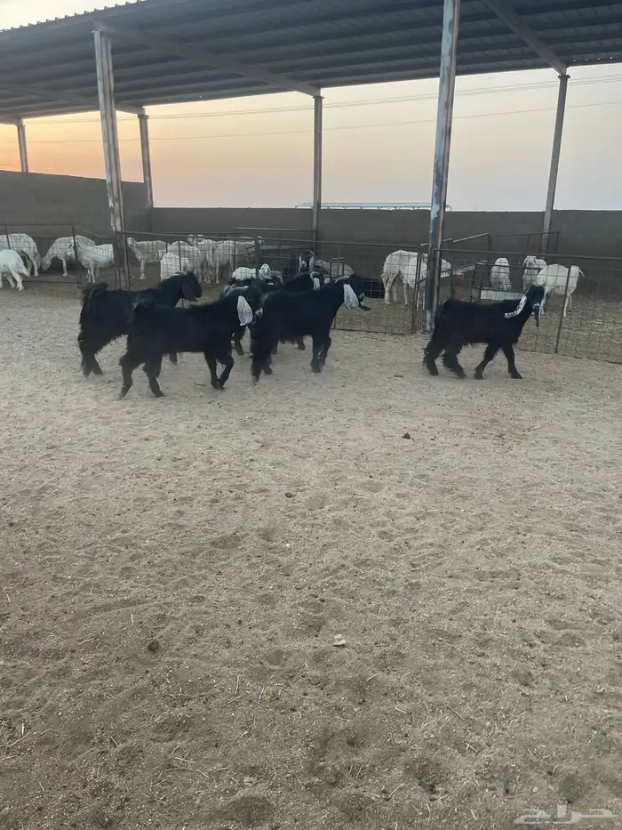 تيوس بريه العدد6 3