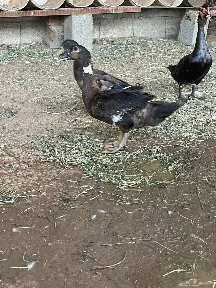 بط ذكور فقط 4