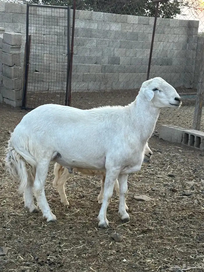 خروف فحل 3