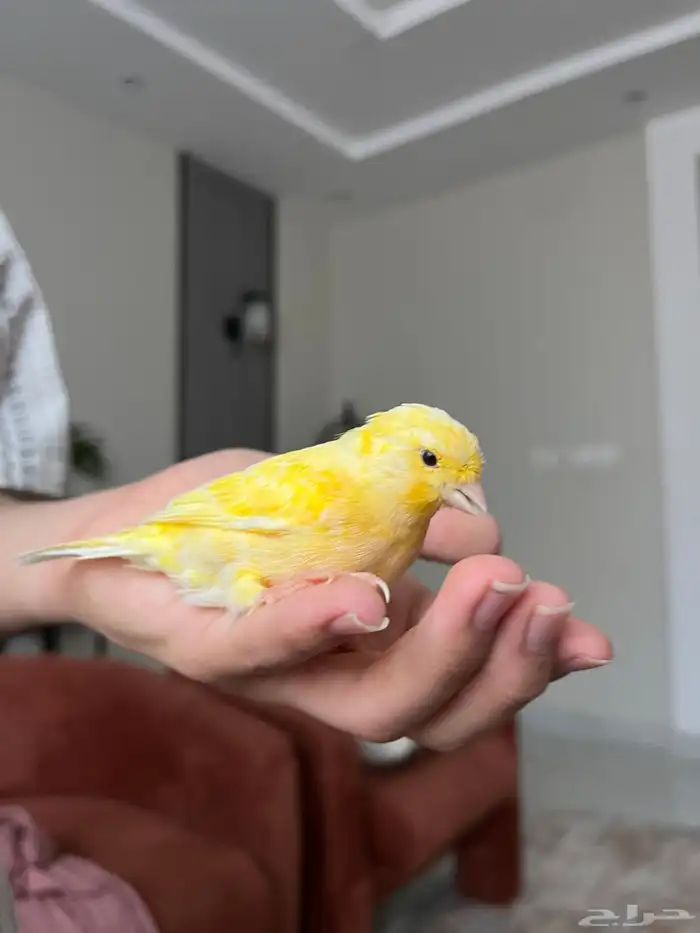 فروخ كناري ليموني 2 2