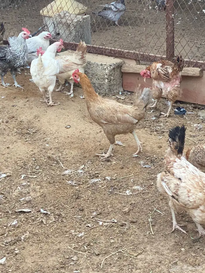 دجاج بلدي 1