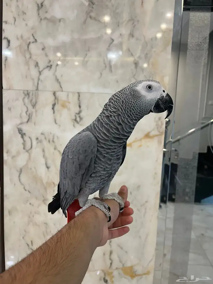 كاسكو هدد ومتكلم 0