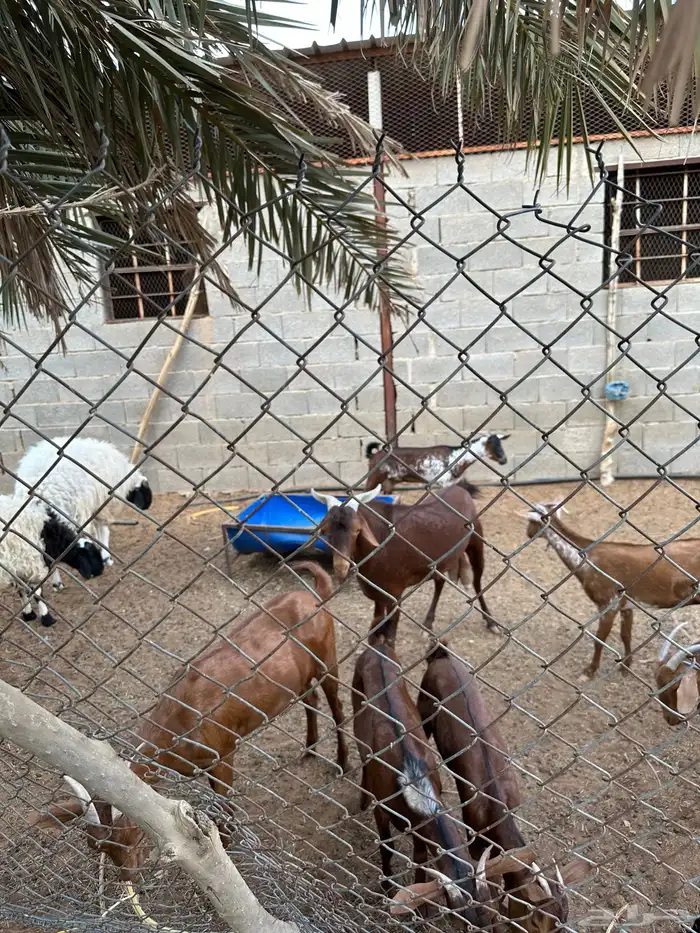 ماعز جنوبي 2