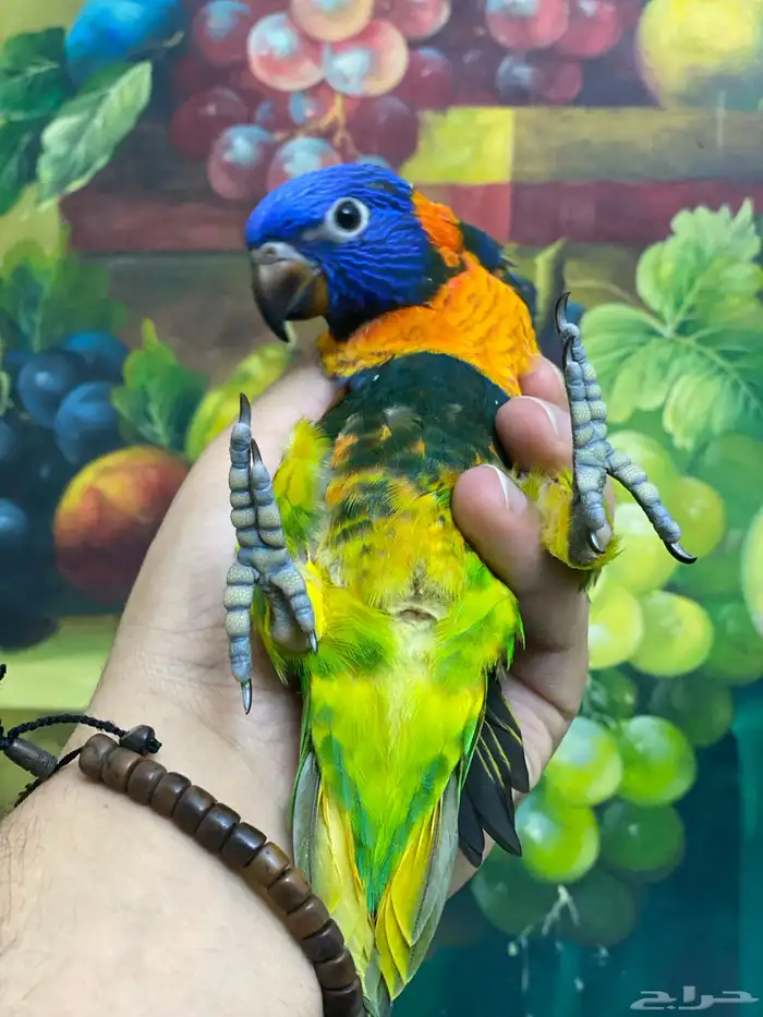 تم البيع فرخ لوري 3