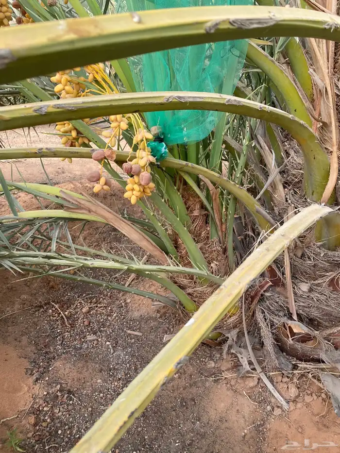 يوجد لدينا نخل نخل البيع جميع انواع النخيل المثمر 1