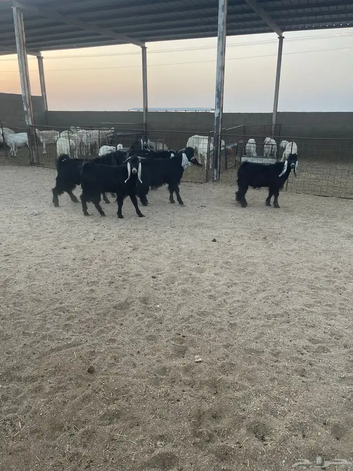 تيوس بريه العدد6 4