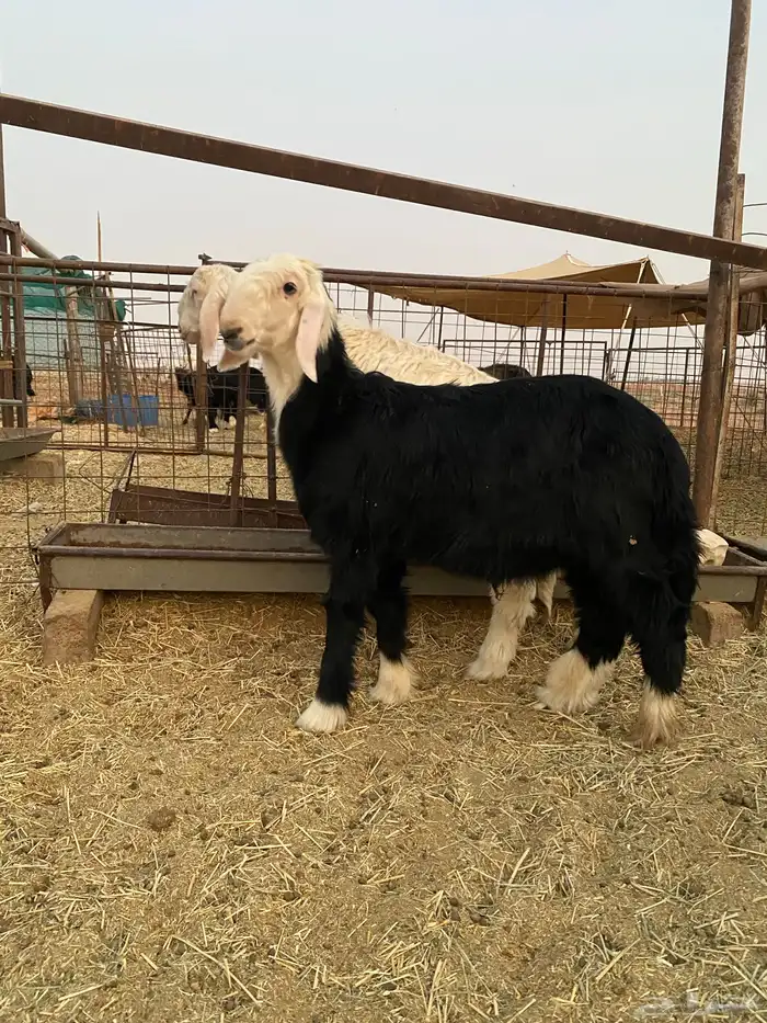 خرفان نجد للبيع 0