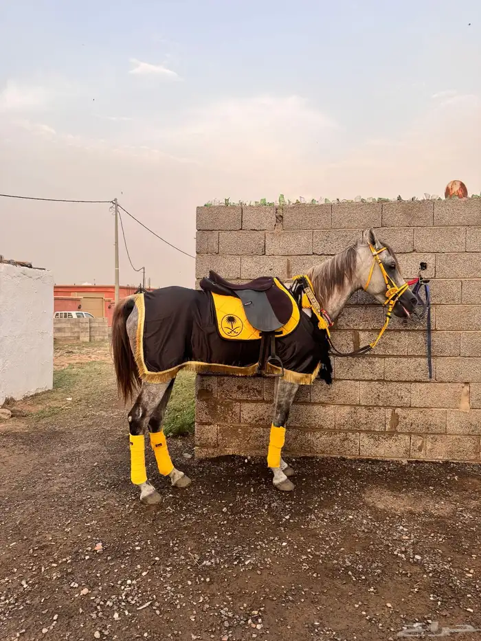 خيل شعبي سليم شرط الحراره على يد الخيال معا المبتدء هادا 4