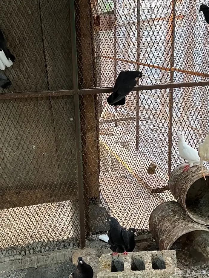 حمام زواجل مشكلة 7