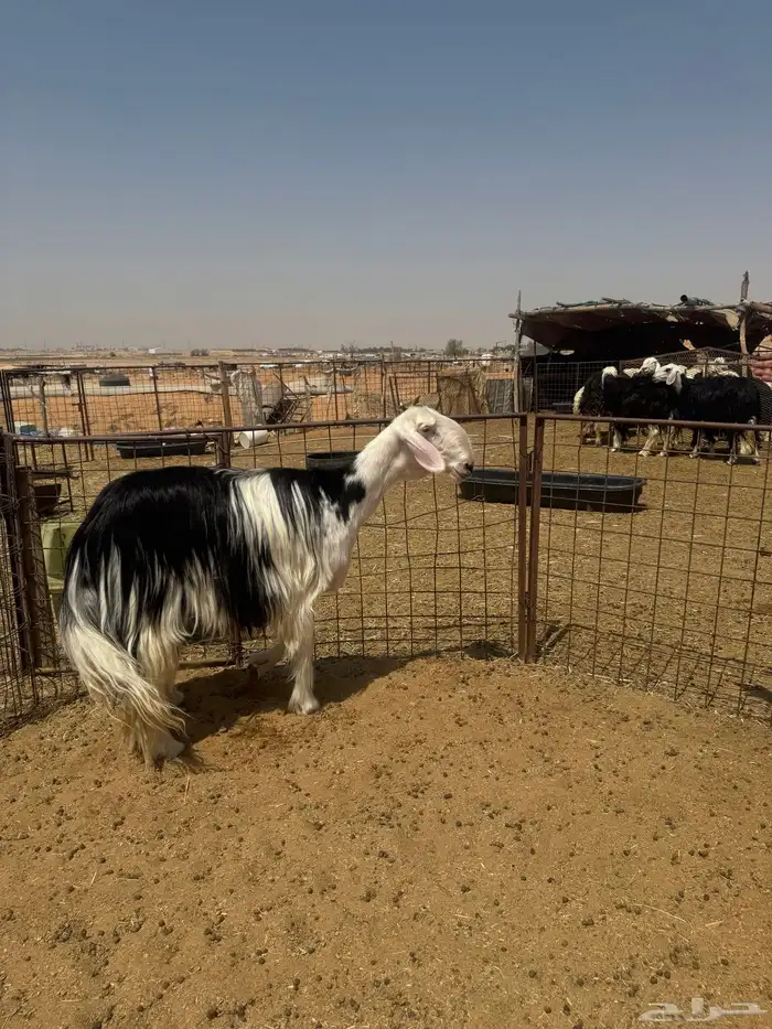 للبيع شاه نجدية صنف 1