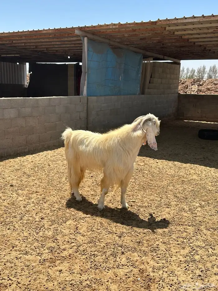 المليدا الشماليه 2