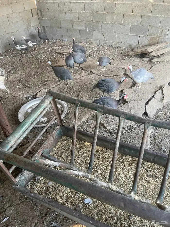 موجود اكثر من نوع دجاج واطلب من نوع عصافير. السلام عليكم 26