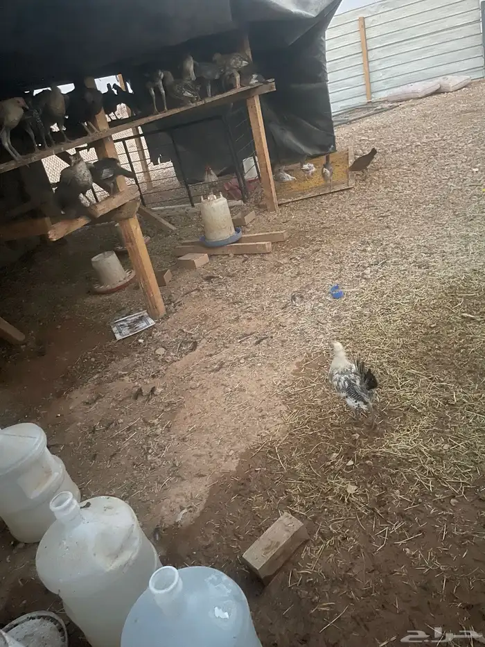 دجاج فيومي 1