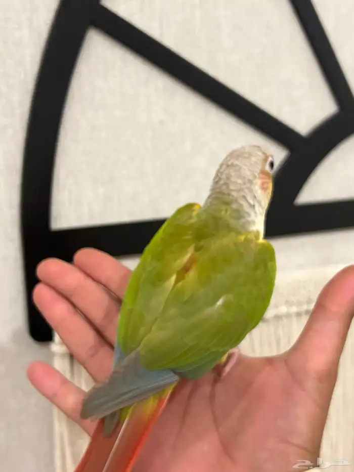 كنيور اناناس رد فاكتور هدد نشبه متكلم بطلاقة جريئ 3