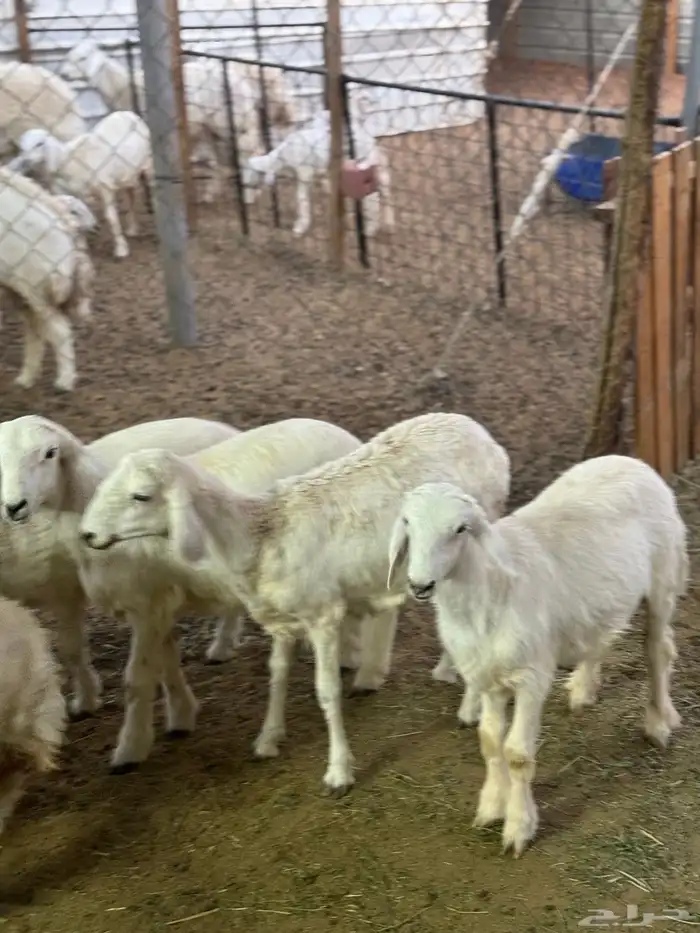 3 طليان ورخلين 0