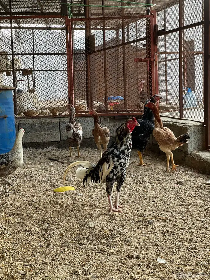 دجاج 1