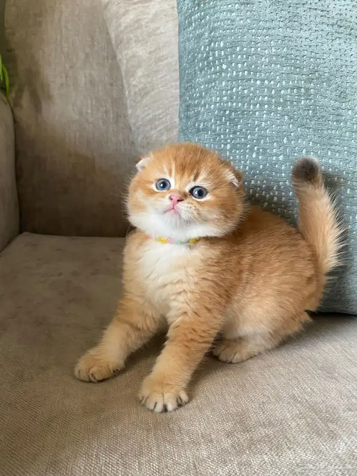 قطط للبيع سكوتش 2