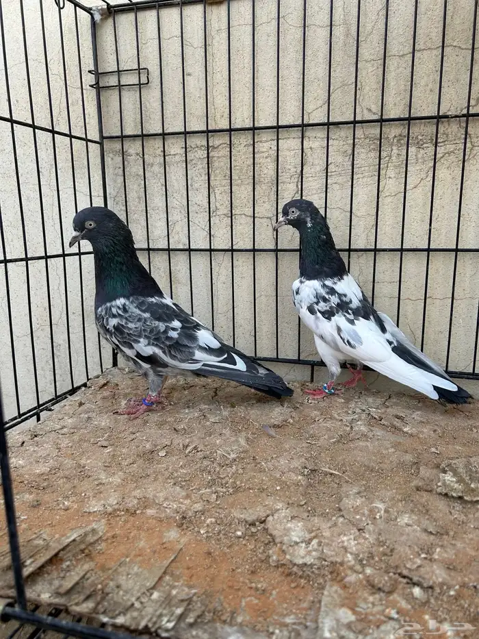حمام باكستاني تم البيع 1