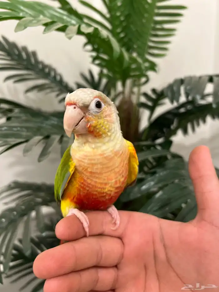 كنيور اناناس رد فاكتور هدد نشبه متكلم بطلاقة جريئ 0