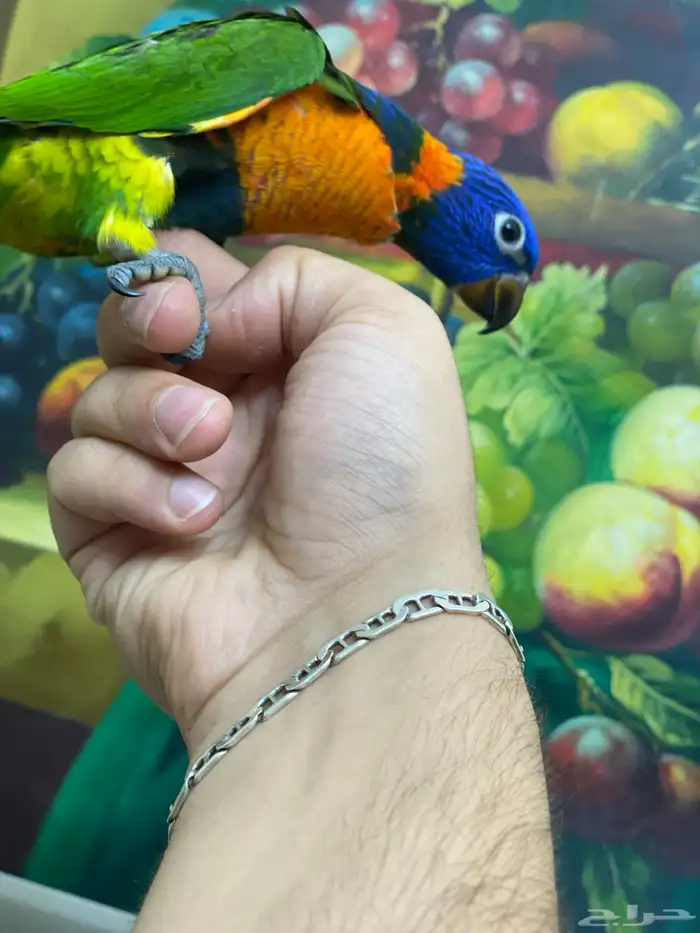 تم البيع فرخ لوري 1