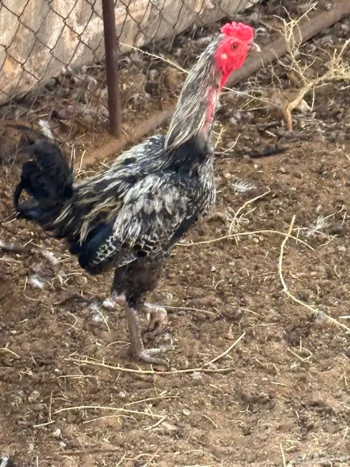 ديكهالعدد4 3