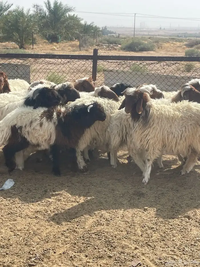 14خروف نعيم طيبه للبيع 1