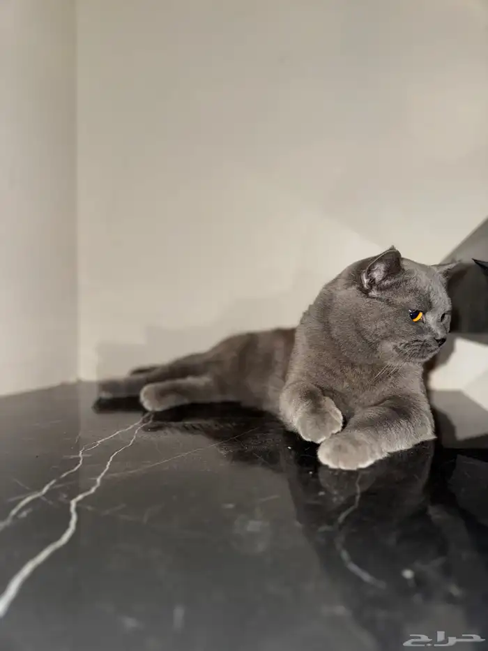 سكوتش ستريت بلو 0