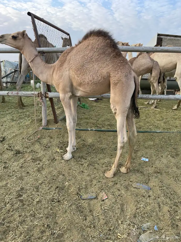 للبيع القعدان الكفو للمبادي وزواجات 6