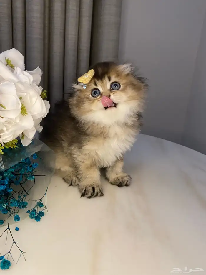 قطط للبيع سكوتش 6