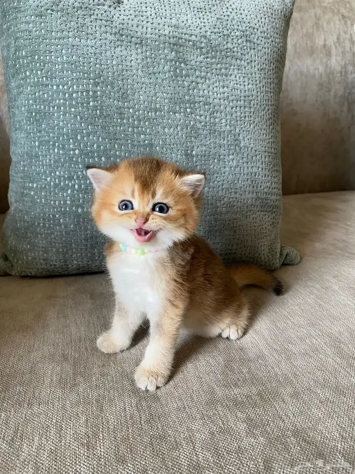 قطط للبيع سكوتش 0