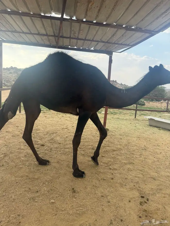 بكرة لقيه 1