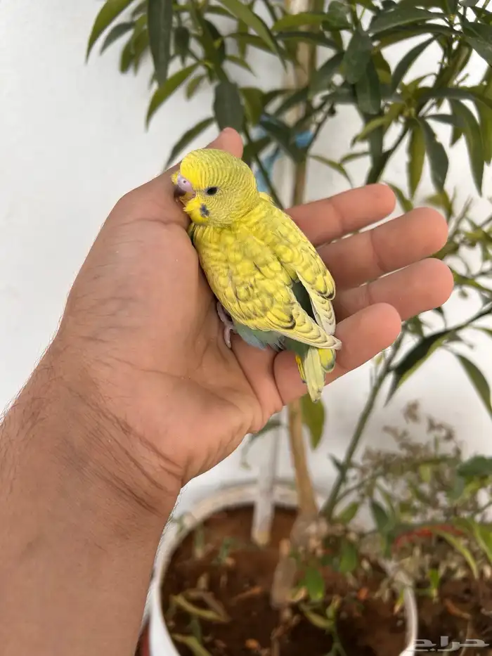 فروخ باجي هولندي لهوين الغر و الهدد الداخلي 4