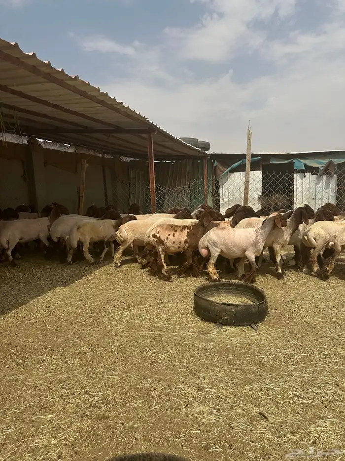 جذعات أنعيم. طيبه اللبييع 4