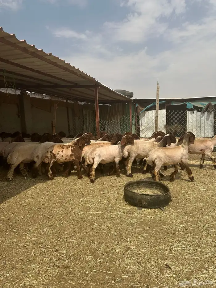 جذعات أنعيم. طيبه اللبييع 5