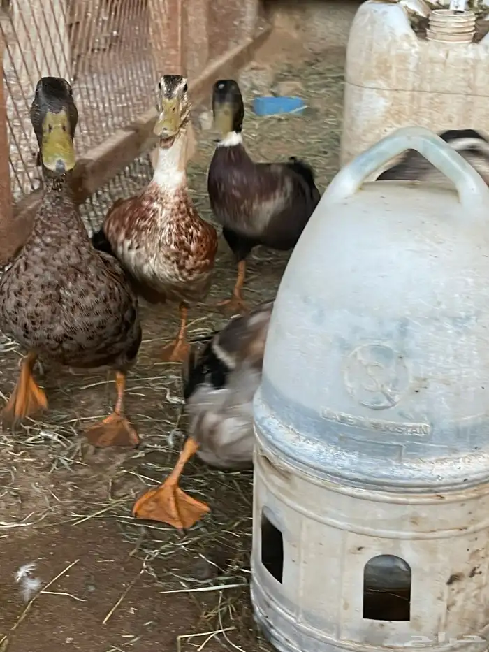 بط ذكور فقط 0