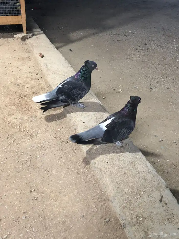 جوز تركي اخضر غره 0