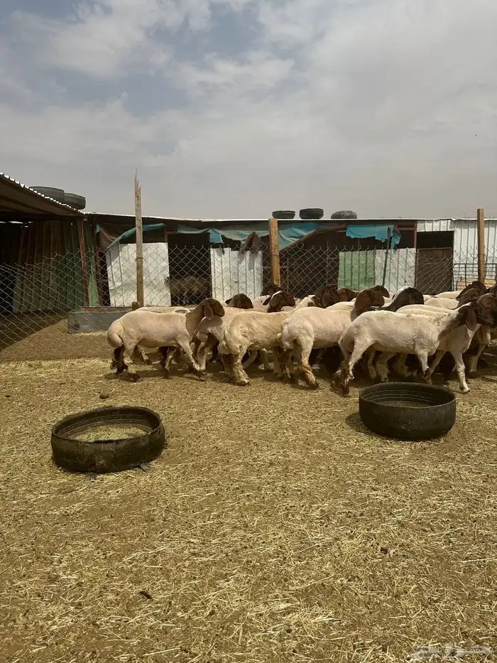 جذعات أنعيم. طيبه اللبييع 10