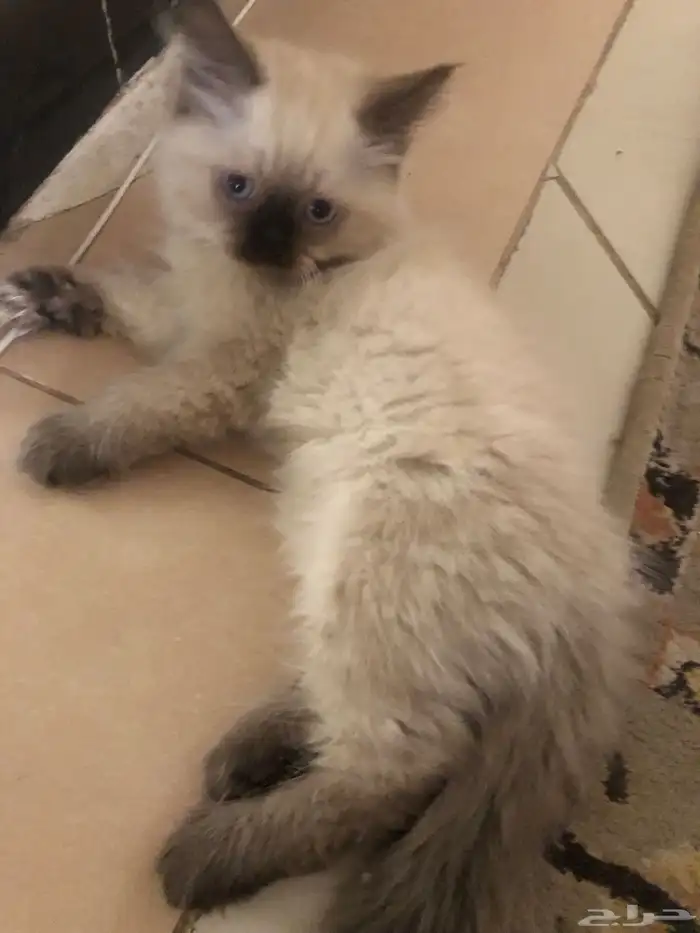 قطوة هملايا 2