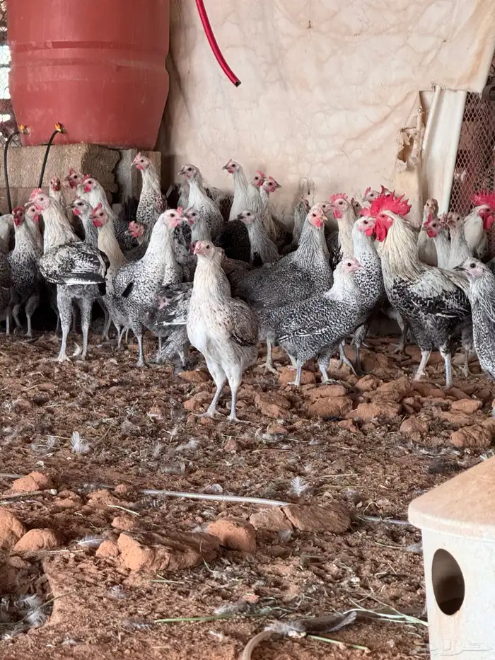 دجاج بياض فيومي شبابي 2