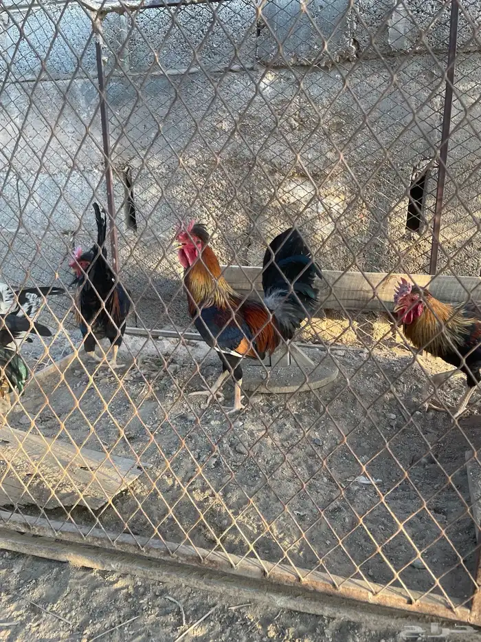 خمس ديكة عربية فرق مستوى طيب 2