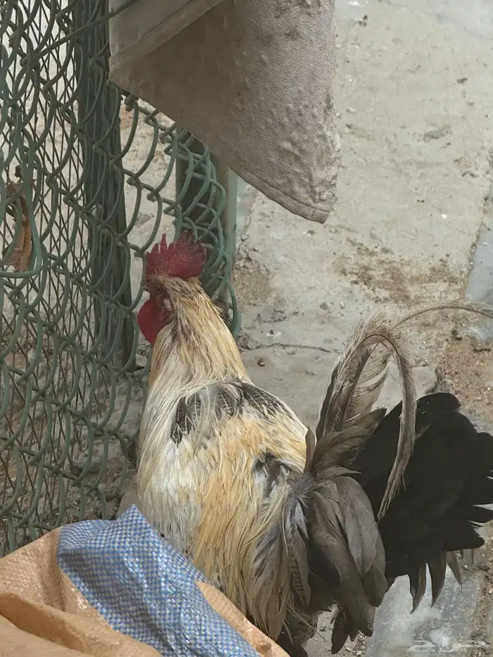 ديك بلدي 0