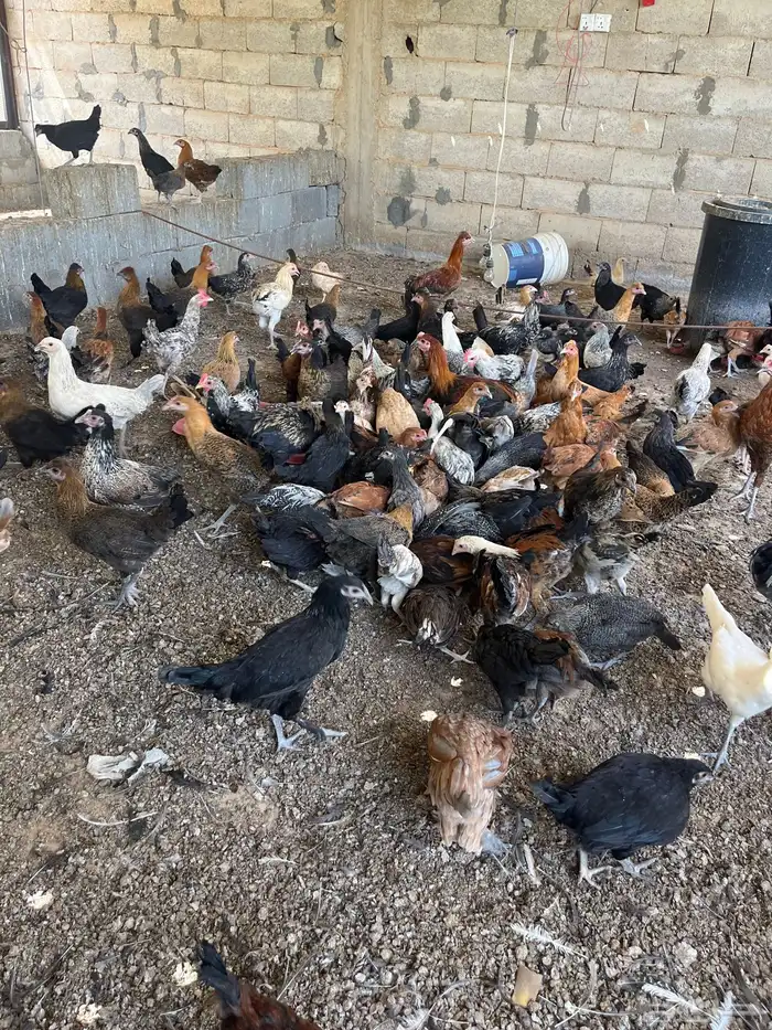 دجاج وديكه 3