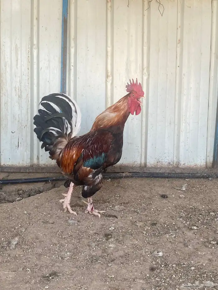 دجاج بلدي 1