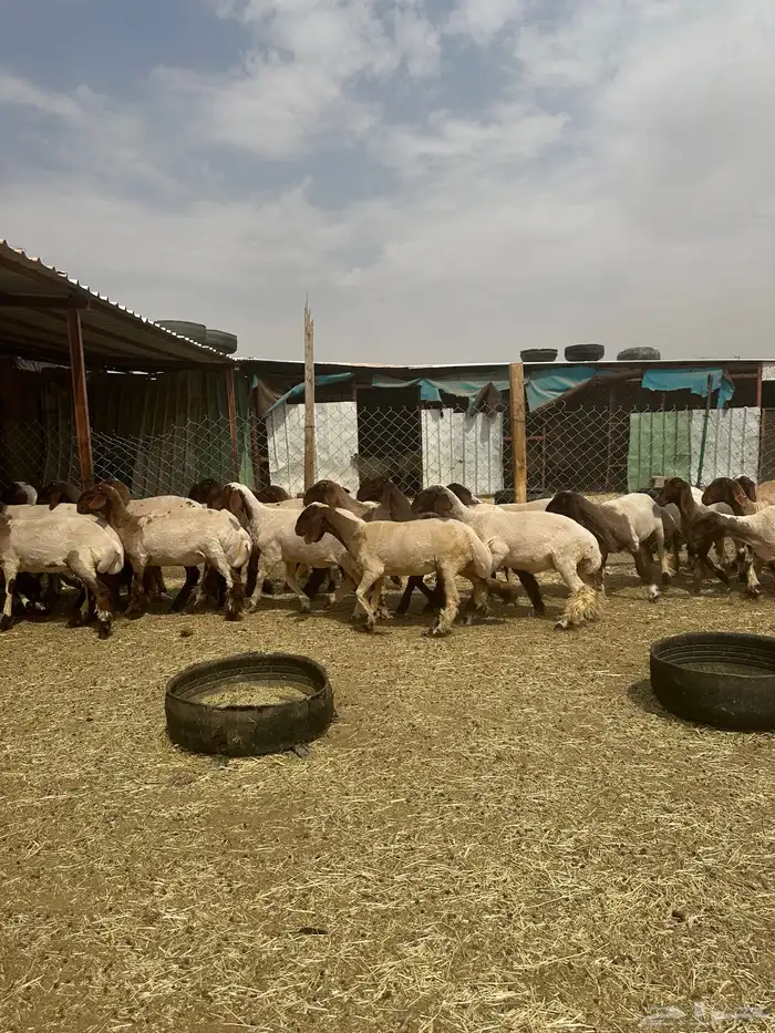 جذعات أنعيم. طيبه اللبييع 12