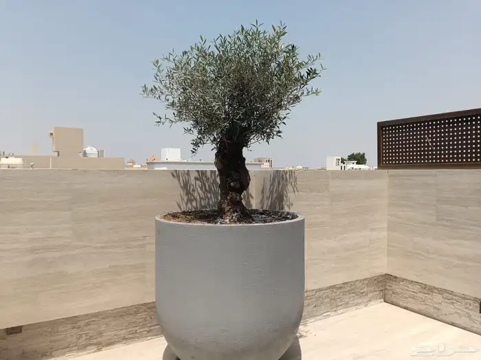 احواض مراكن زرع فايبر 15