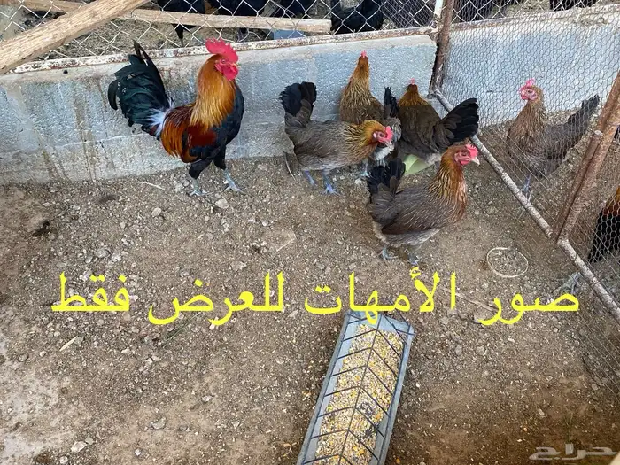 دجاجه مع فراخته 3