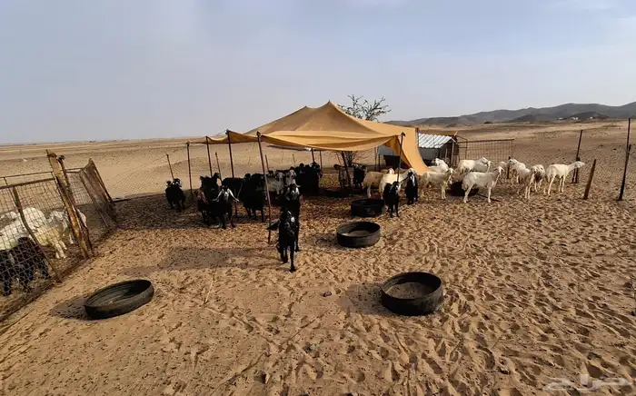 غنم 40 رأس للبيع للتربيه بدون عيالها 0
