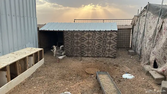 للبيع وز عراقي 3
